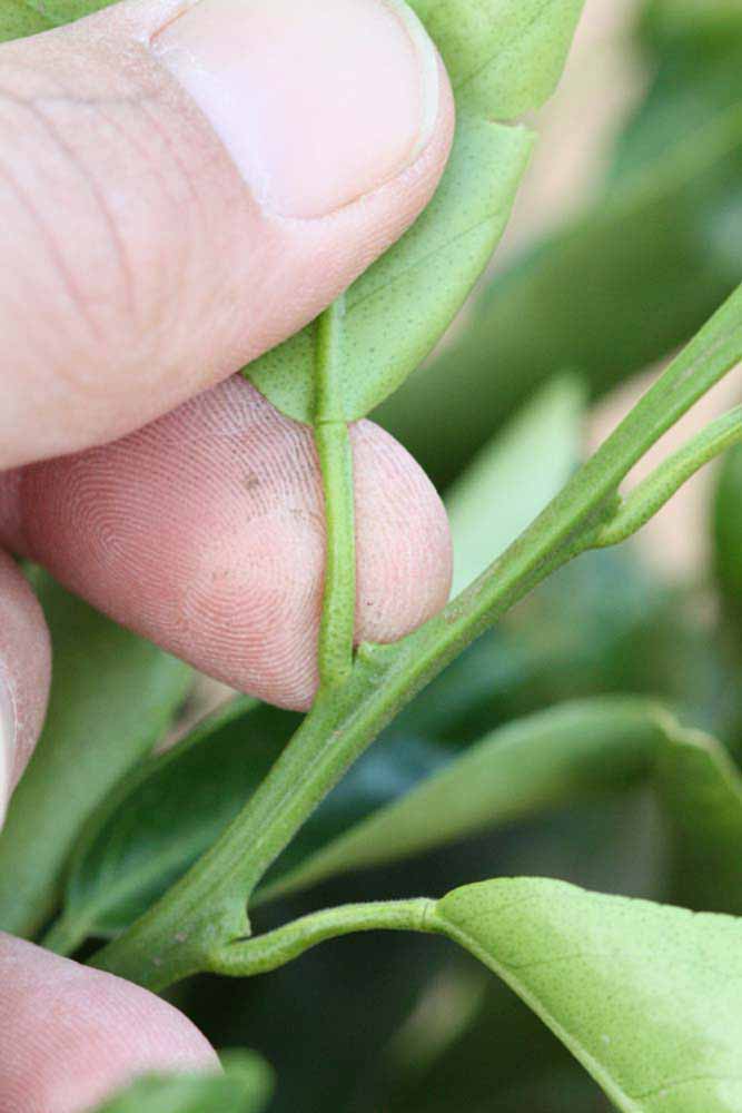              Petiole (Riverside, CA)       